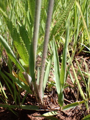 Digitaria tricholaenoides