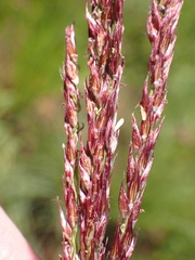 Digitaria tricholaenoides