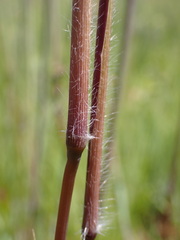 Digitaria tricholaenoides