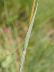 Digitaria tricholaenoides