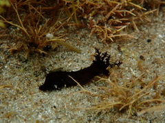 Staurothyone inconspicua