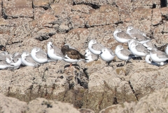 Calidris alba