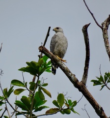 Buteo nitidus image