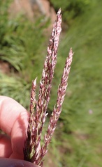 Digitaria tricholaenoides