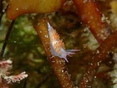 Flabellina