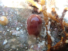 Notocypraea comptonii