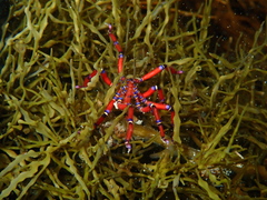 Anoplodactylus evansi