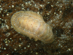 Ischnochiton cariosus