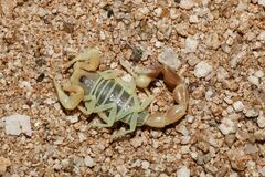 Parabuthus stridulus