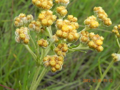 Helichrysum nudifolium