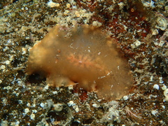 Planocera
