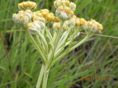 Helichrysum nudifolium