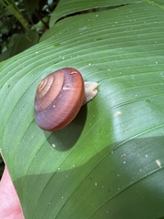 Quantula striata