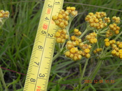 Helichrysum nudifolium