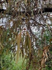 Amyema pendula