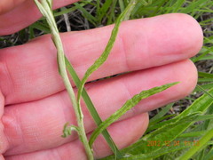 Helichrysum nudifolium