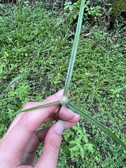 Cyperus mindorensis