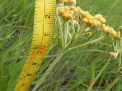 Helichrysum nudifolium
