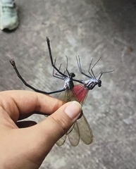 Archineura incarnata