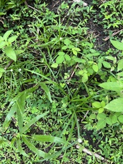 Cyperus mindorensis