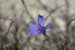 Aristea dichotoma