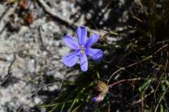 Aristea dichotoma