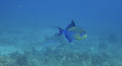 Balistes vetula