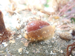 Notocypraea comptonii