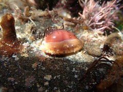 Notocypraea comptonii