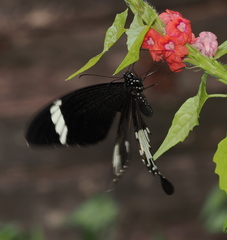 Papilio nephelus