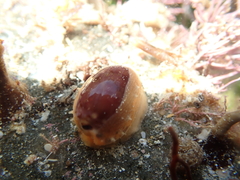 Notocypraea comptonii