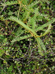 Sophora molloyi