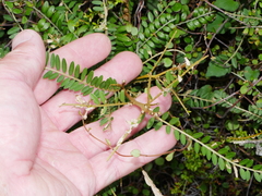 Sophora molloyi