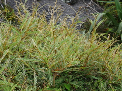 Sophora molloyi