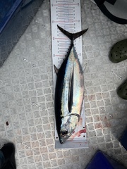Thunnus alalunga