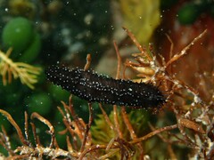 Neoamphicyclus mutans