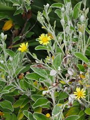 Brachyglottis greyi