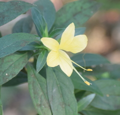 Barleria prionitis