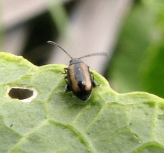 Phyllotreta
