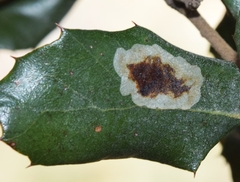 Phyllonorycter belotella
