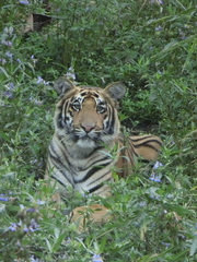 Panthera tigris tigris