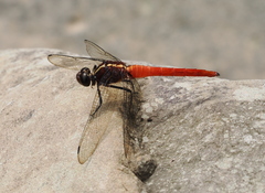 Onychothemis coccinea