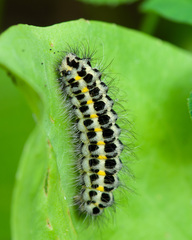 Zygaena lonicerae