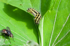 Zygaena lonicerae