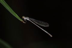 Pseudagrion ignifer