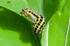 Zygaena lonicerae