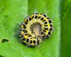 Zygaena lonicerae
