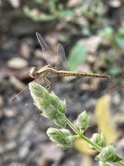 Neurothemis intermedia