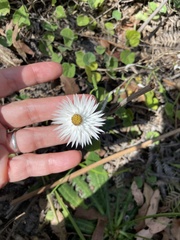 Helichrysum leucopsideum