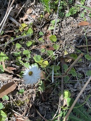 Helichrysum leucopsideum